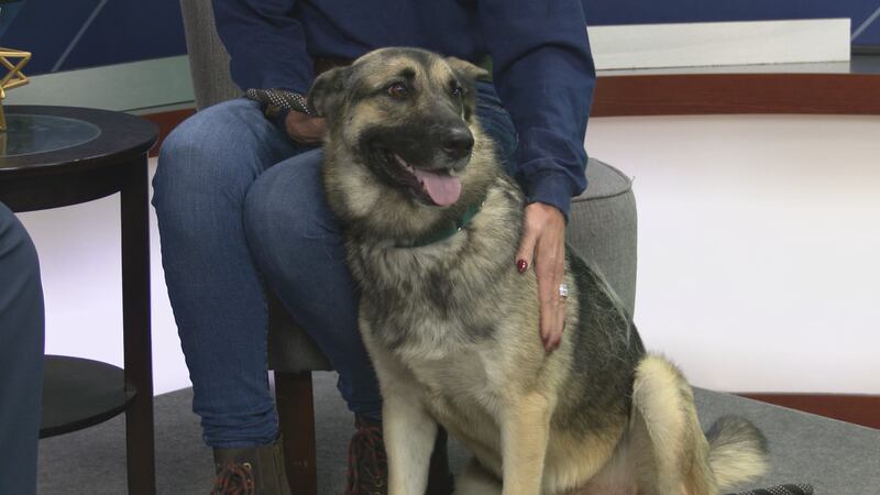 Funds will help the organization with veterinarian fees, which are between $8,000 to $12,000 a...