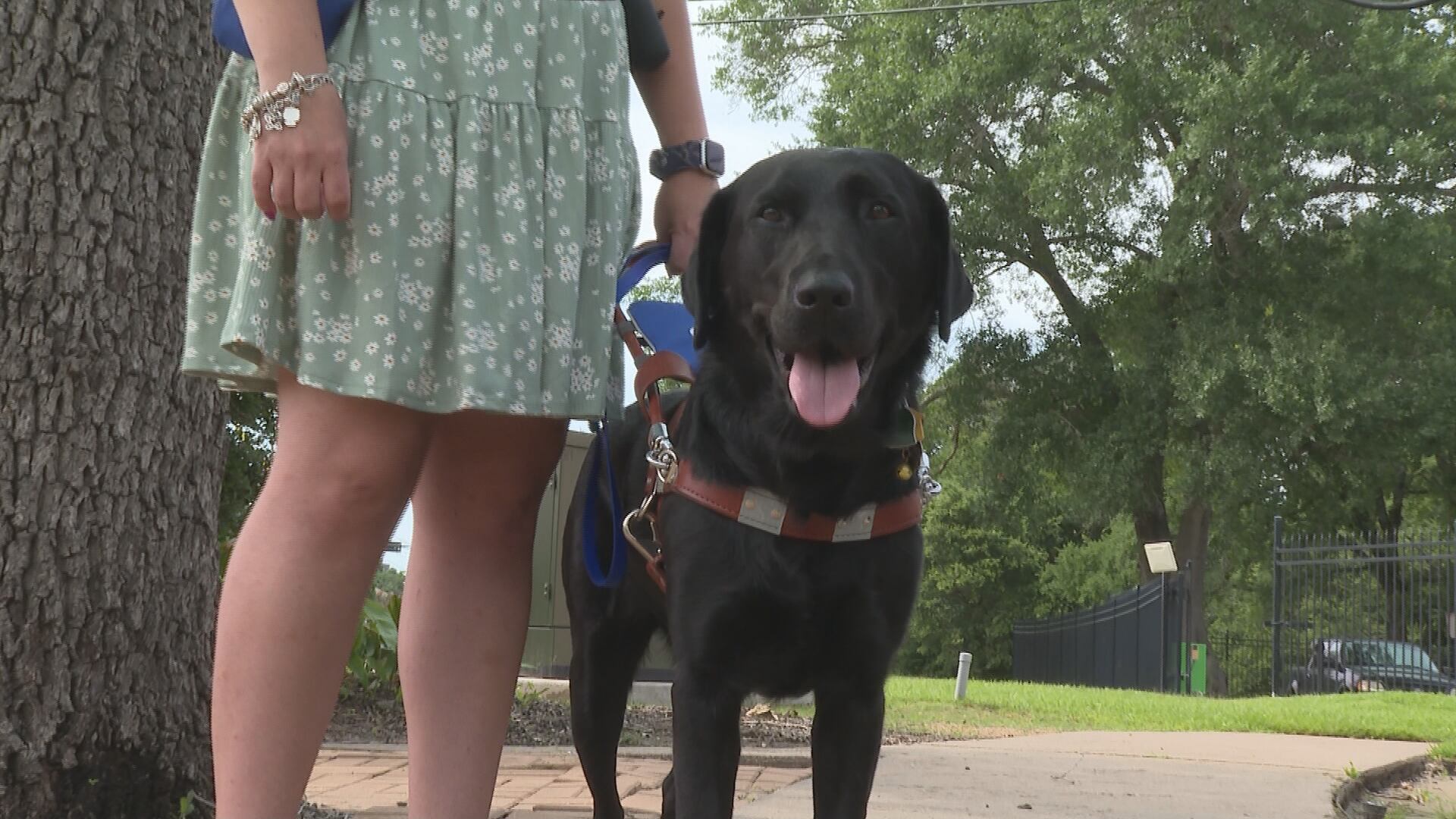 Handler shares concerns, sadness after guide dog denied entry to Brazos County church - Vimarsana News