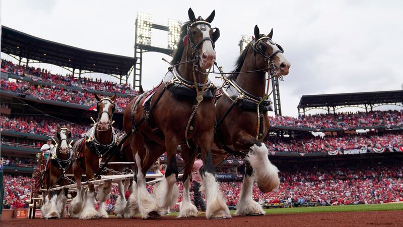 Budweiser Clydesdales make their way around Busch Stadium as part of the opening day...
