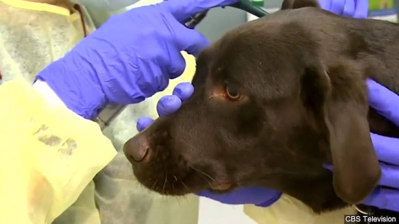 Veterinarian checks inside the ear of a dog. (Screen Capture), Photo Date: 4/15/2015