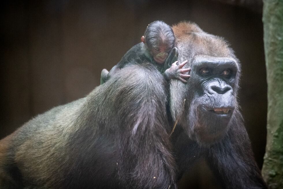 Gorilla baby with "Freddie" on exhibit at PCA on October 29, 2021. (Kyle Lanzer/Cleveland...