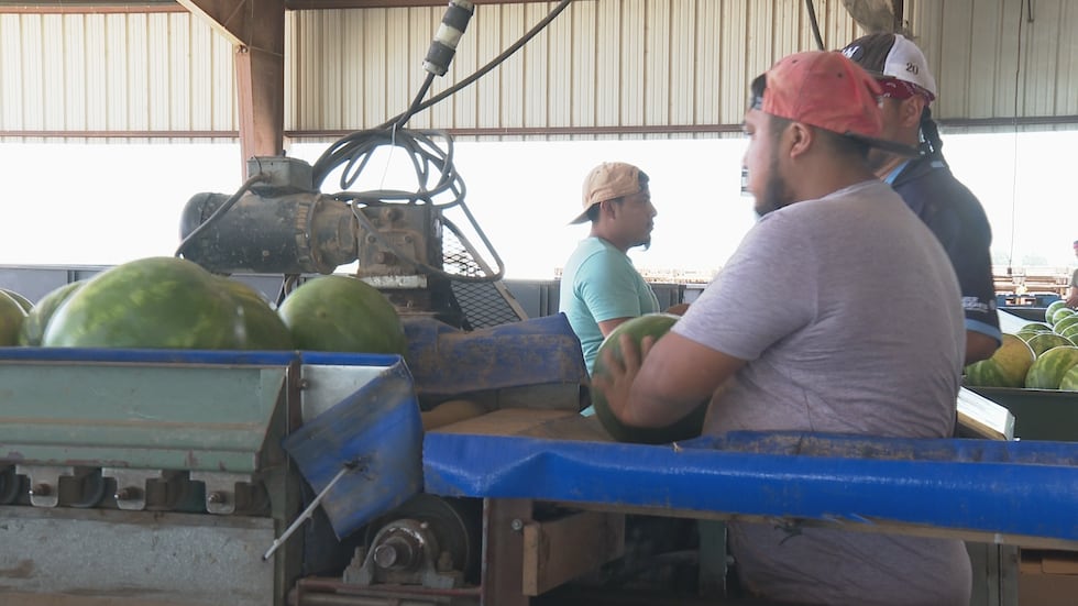 Workers sort and pack watermelons at Wiggins Watermelon